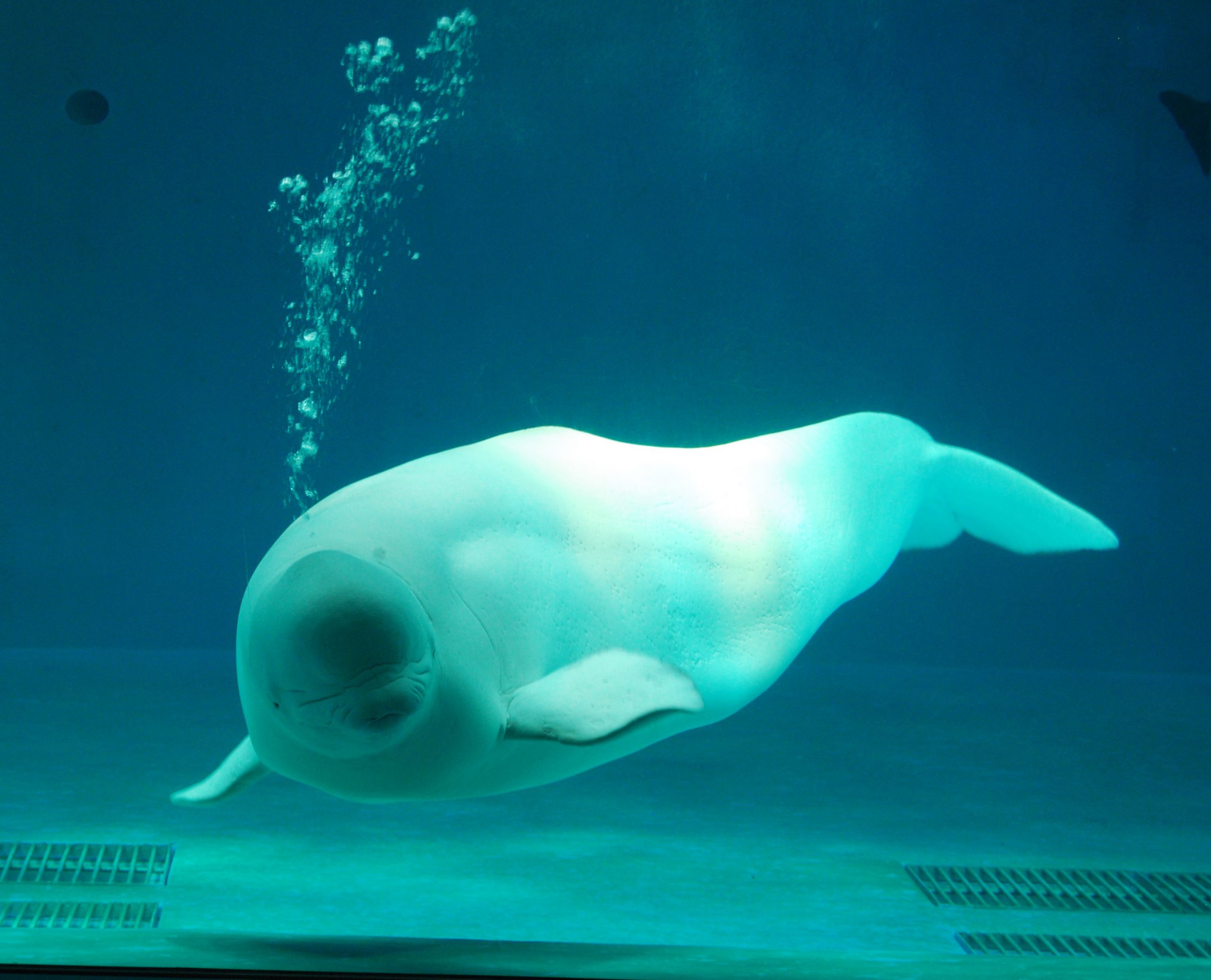 イルカのナックとの会話 名詞から動詞へ 村山司 東海大学教授 ねっと特報